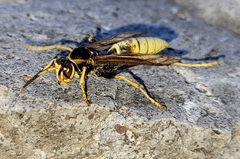 Polistes comanchus