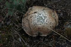 Neolentinus lepideus