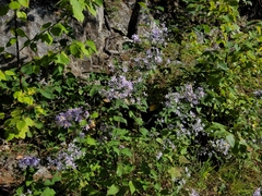 Symphyotrichum undulatum