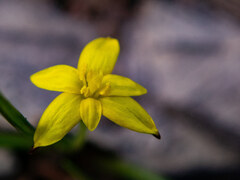 Tricoryne