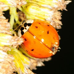 Hesperomyces harmoniae