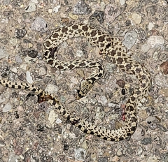 Pituophis catenifer affinis