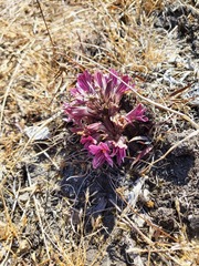 Aphyllon californicum