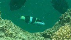Thalassoma nigrofasciatum