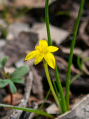 Tricoryne