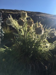 Cirsium funkiae