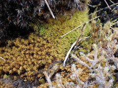 Tortella tortuosa