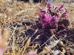 Aphyllon californicum