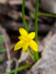 Tricoryne