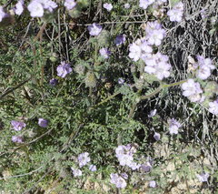 Phacelia ciliata