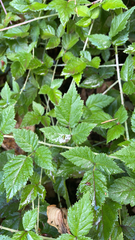 Rubus ursinus