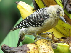 Melanerpes rubricapillus