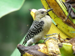 Melanerpes rubricapillus