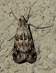 Noctueliopsis