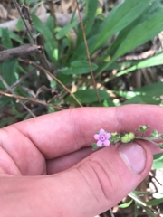 Cynoglossum australe