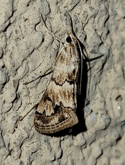Noctueliopsis