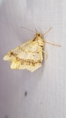 Psamatodes abydata