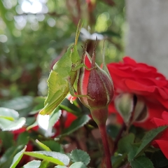 Sphenarium