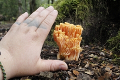 Ramaria subaurantiaca
