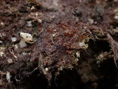Odontoschisma denudatum