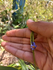 Dianella congesta