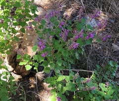 Salvia pinguifolia