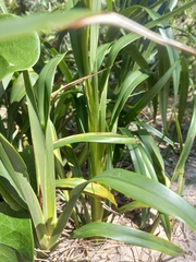 Dianella congesta