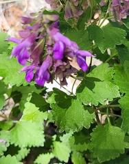 Salvia pinguifolia