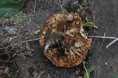 Neolentinus lepideus