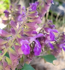 Salvia pinguifolia