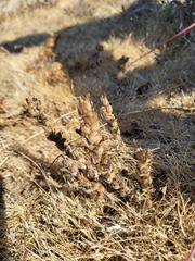 Castilleja victoriae
