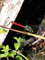 Lathrecista asiatica