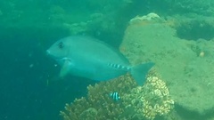 Prionurus microlepidotus