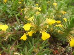 Ajuga chamaepitys