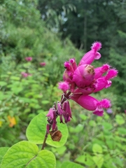 Salvia involucrata