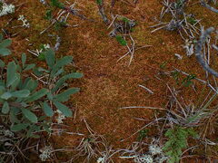 Sphagnum austinii