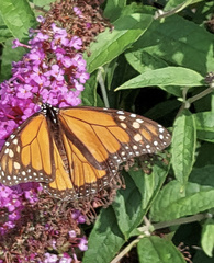 Danaus plexippus plexippus