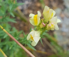 Linaria buriatica