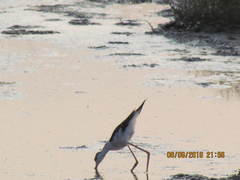 Himantopus mexicanus