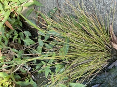 Eleocharis obtusa