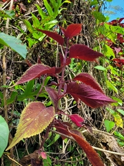 Coleus