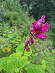 Salvia involucrata
