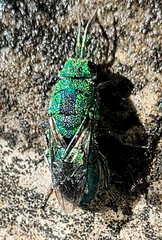 Chrysidinae