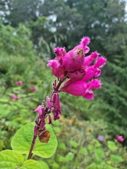 Salvia involucrata