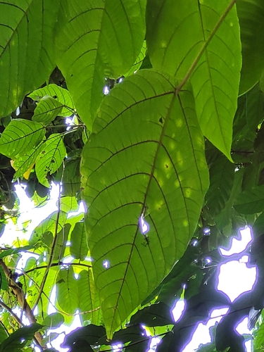 Dendrocnide harveyi