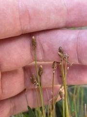 Eleocharis obtusa