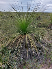 Xanthorrhoea acanthostachya
