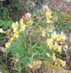 Linaria buriatica
