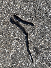 Pantherophis ramspotti