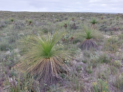 Xanthorrhoea acanthostachya